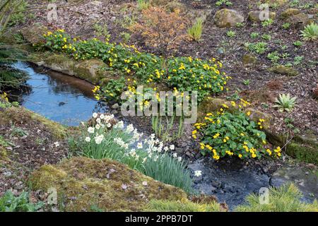 Narcissus 'Avalon' Stock Photo