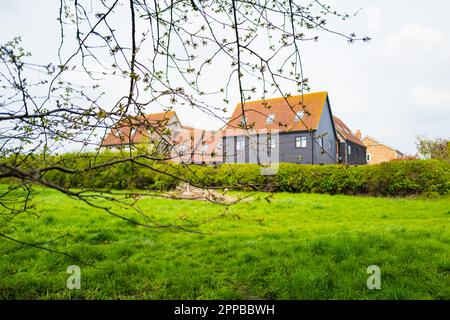 Shallow focus of springtime twigs seen on an acorn tree on common land. Beyond are large new build semi detached houses in a village location. Stock Photo
