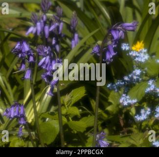 Bluebells and Forget Me Nots Stock Photo