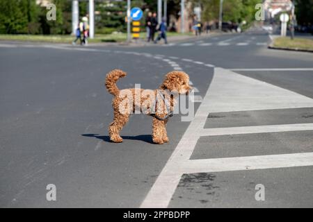 A confused runaway dog standing in the middle of the crossroads Stock Photo