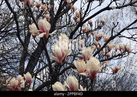 Blooming Magnolia tree in nature Stock Photo