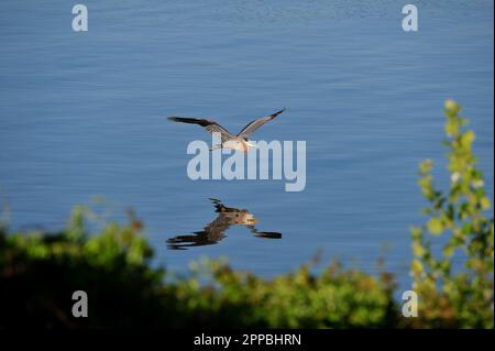Great Blue Heron lake scene Stock Photo