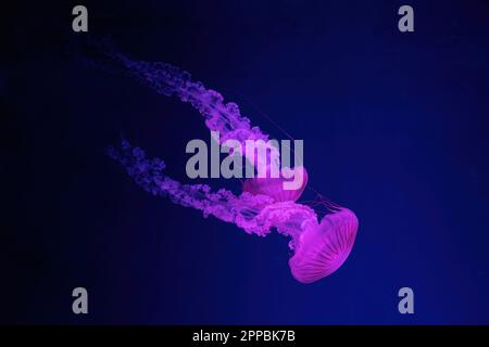 Two fluorescent jellyfish swimming underwater aquarium pool with pink neon light. The South American sea nettle chrysaora plocamia in blue water, ocea Stock Photo