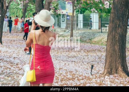 Back view of woman in pink dress wears straw hat and uses her phone to take a picture of the scenery of beautiful pink trumpet tree blooming and falli Stock Photo