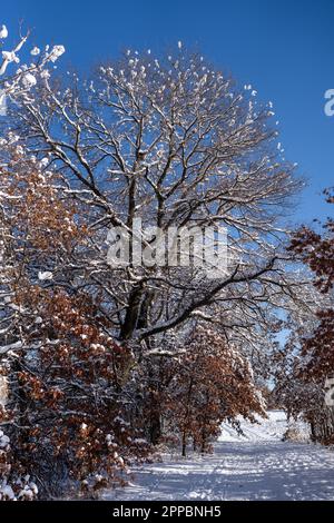 wet snow clinging to the trees along a forest trail Stock Photo