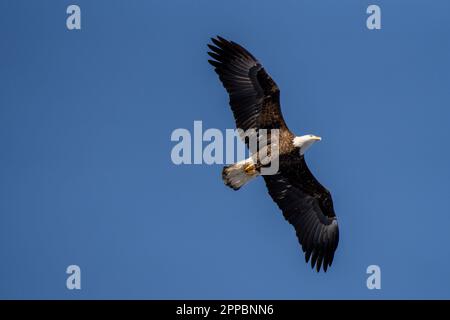 bald eagle soaring through a blue sky Stock Photo