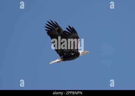 bald eagle soaring through a blue sky Stock Photo