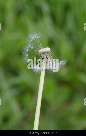 Common Dandelion, Taraxacum officinale, fruiting head shedding seeds in high wind Stock Photo
