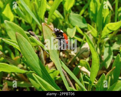 Ladybug on green grass in spring. Macro view Stock Photo