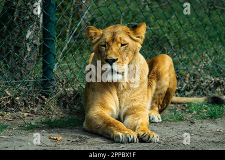 Lion laying on the ground Stock Photo