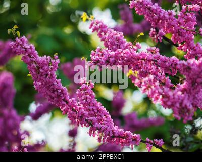 pink blossoming redbud branch. warm april day Stock Photo