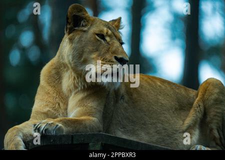 Lion laying on the ground Stock Photo