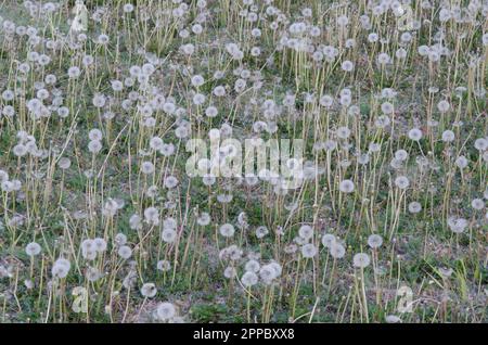 Common Dandelion, Taraxacum officinale, fruiting heads Stock Photo