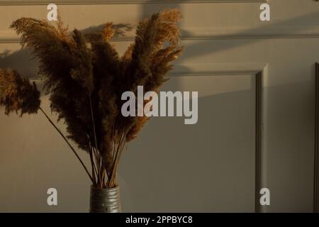 dry reeds in a vase near the wall and shadow from the window, floral room decor Stock Photo