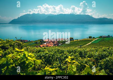 Spectacular orderly terraced vineyard and Lake Geneva in background. Green vine plantation and Rivaz village on the lake shore, Canton of Vaud, Switze Stock Photo