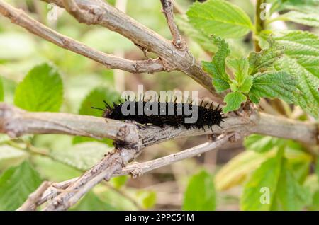 Caterpillar On Plant Branch Stock Photo