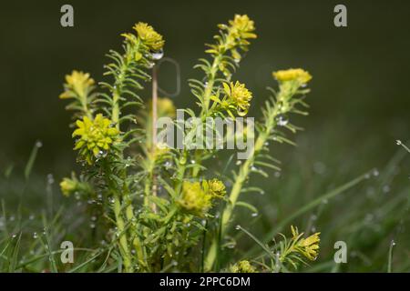 Close up of wild Cypress Spurge (Euphorbia cyparissias) growing green and yellow in a meadow. Raindrops hang from the delicate and pointed leaves. Stock Photo