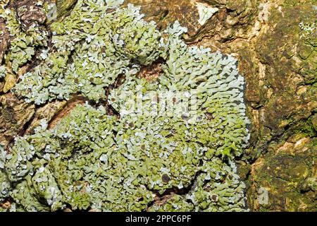 Physconia distorta is foliose lichen widespread on nutrient-rich trees. It has a global distribution. Stock Photo