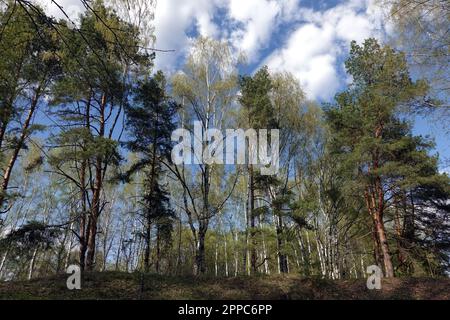 Landscape with pines and birches tree on the hill view bottom to up Stock Photo