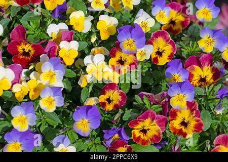 Flowering horn violets, viola cornuta, in spring Stock Photo
