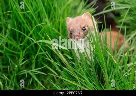 Stoat in Springtime, Scientific name: Mustela erminea,  facing front and hunting in natural grassy habitat.  Concept: British Wildlife.  Close up.  Sp Stock Photo