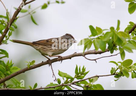 Lincoln's Sparrow, Melospiza lincolnii Stock Photo