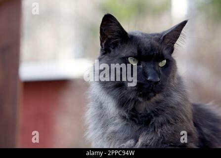 A portrait of blacksmoke norwegian forest cat male Stock Photo