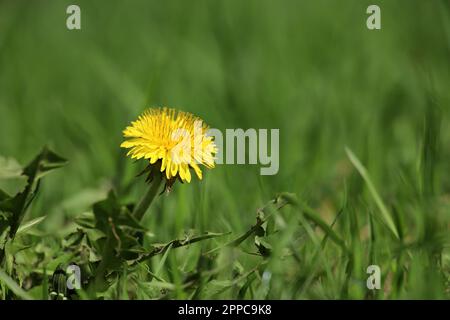 Blooming dandelion, spring flower in green grass. Meadow with dandelions Stock Photo