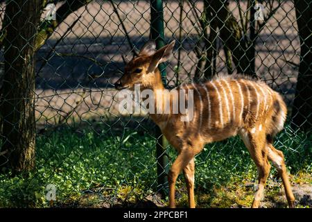 Female lowland nyala or simply nyala (Tragelaphus angasii) Stock Photo
