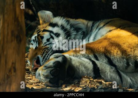 The Siberian tiger or Amur tiger laying on the ground in shade Stock Photo