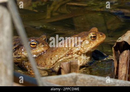 The common toad is a frog found throughout most of Europe,  in the western part of North Asia, and in a small portion of Northwest Africa. Stock Photo