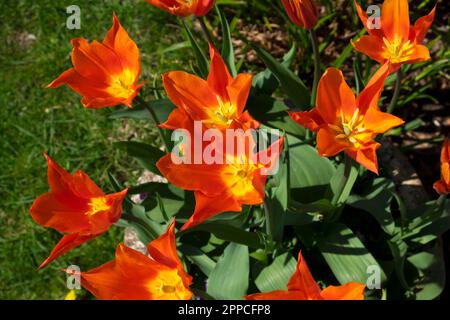 Orange tulips top view from above blooming in April spring flowers Carmarthenshire Wales UK. KATHY DEWITT Stock Photo