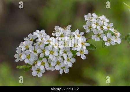 Spiraea prunifolia f. simpliciflora, white flowers. High quality photo Stock Photo