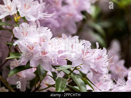 Delicate pink blossoms of "Rhododendron davidsonianum" flowering in Spring. Plant of family "Ericaceae". Dublin, Ireland Stock Photo
