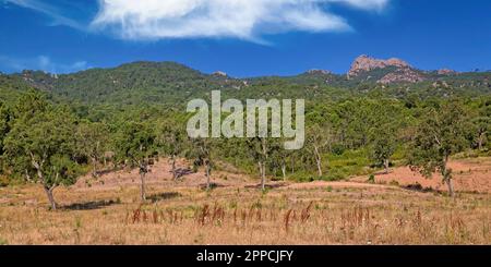 Landscape with old cork trees in a wild nature meadow. Mediterranean cork oak forest with clouds and blue sky in south Corsica, France Stock Photo