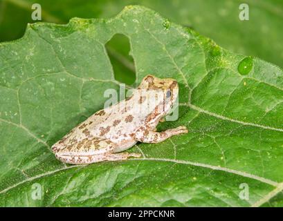 Spotted chorus frog (Pseudacris clarkii) hiding on a leaf, Brazos Bend State Park, Texas, USA Stock Photo