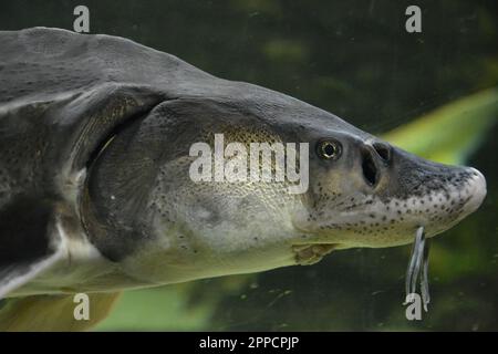 Large Atlantic sturgeon swims in deep blue salty water, close-up photo.  Stock Photo