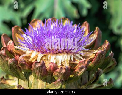 Artichoke flower in full bloom with flower head details. Stock Photo