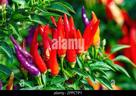 A row of colorful Sangria Ornamental Peppers (Capsicum Annum) in a garden setting. Stock Photo