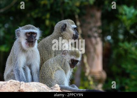 Grivet monkey perching on wood in background of green leaves Stock Photo