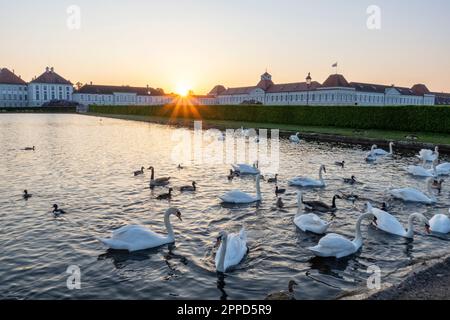 Germany, Bavaria, Munich, Flock of swans swimming in lake in front of Nymphenburg Palace at sunset Stock Photo