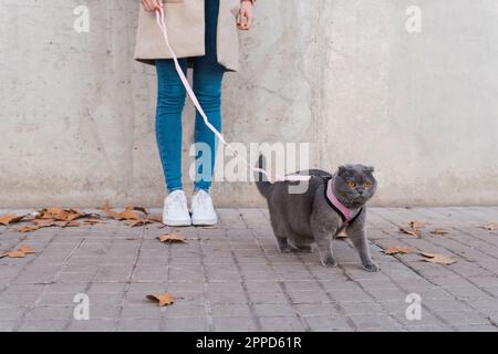 Woman with cat on sidewalk in front of wall Stock Photo