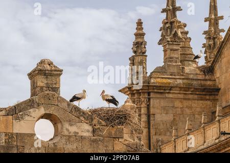 Spain, Castilla y Leon, Salamanca, White storks (Ciconia ciconia) nesting on top of old building Stock Photo