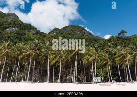 Palm trees on beach under cloudy sky Stock Photo