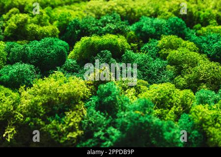 Decorative wall made of green stabilized moss as a creative ecological background. Moss wall in a modern interior. Biophilia and biophilic design conc Stock Photo