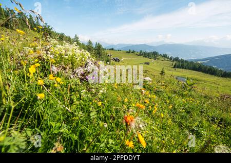 Austria, Salzburger Land, Altenmarkt im Pongau, Alpine meadow in spring Stock Photo