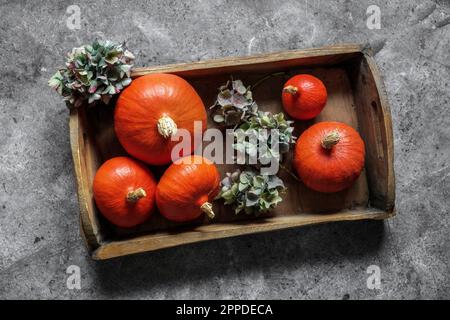 Studio shot of pumpkins and dried hydrangeas on wooden tray Stock Photo