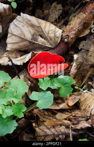 Scarlet elf cup (Sarcoscypha coccinea) growing on forest floor Stock Photo