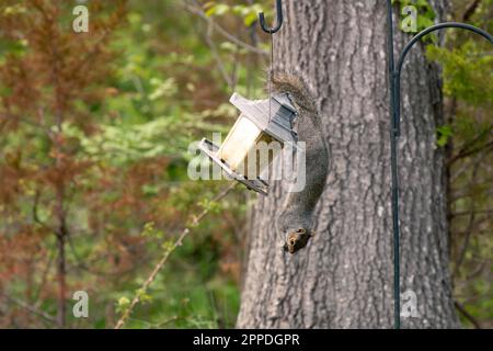 A grey squirrel hanging upside down eating seeds it stole from a bird feeder. Stock Photo