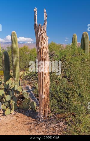 Dead Saguaro Skeleton in the Desert in Saguaro National Park in Arizona Stock Photo